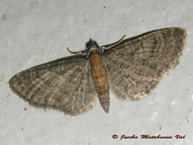 Eupithecia sp. (Geometridae)